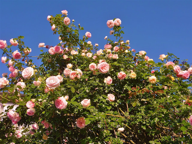 季節のアルバム 薔薇三昧 イングリッシュガーデン ローズカフェ 国分寺 ２０１６ ５