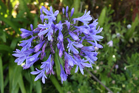 azorean agapanthus genus africanus