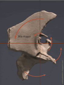 Ось клиновидной кости. Стрелками показано её движение на фазе флексии