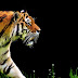 टाइगर के बारे मे 20 रोचक तथ्य। 20 interesting facts about tiger