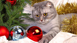christmas cute hd wallpapers cats background cat desktop beauty savers anywhere friends screen these