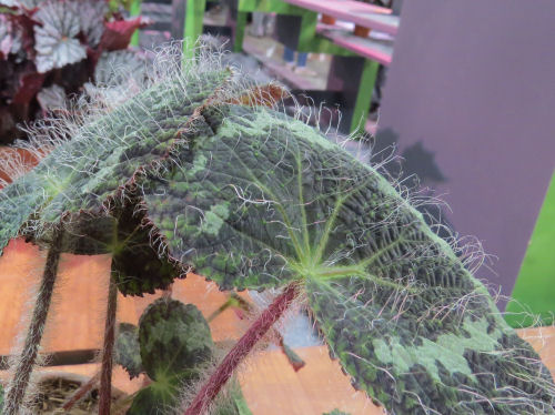 Philadelphia Flower Show 2019- begonia sizemoreae