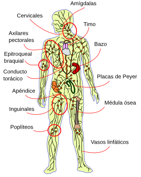 grupos ganglionares estomago pdf cancer grupos ganglionares estomago pdf cancer