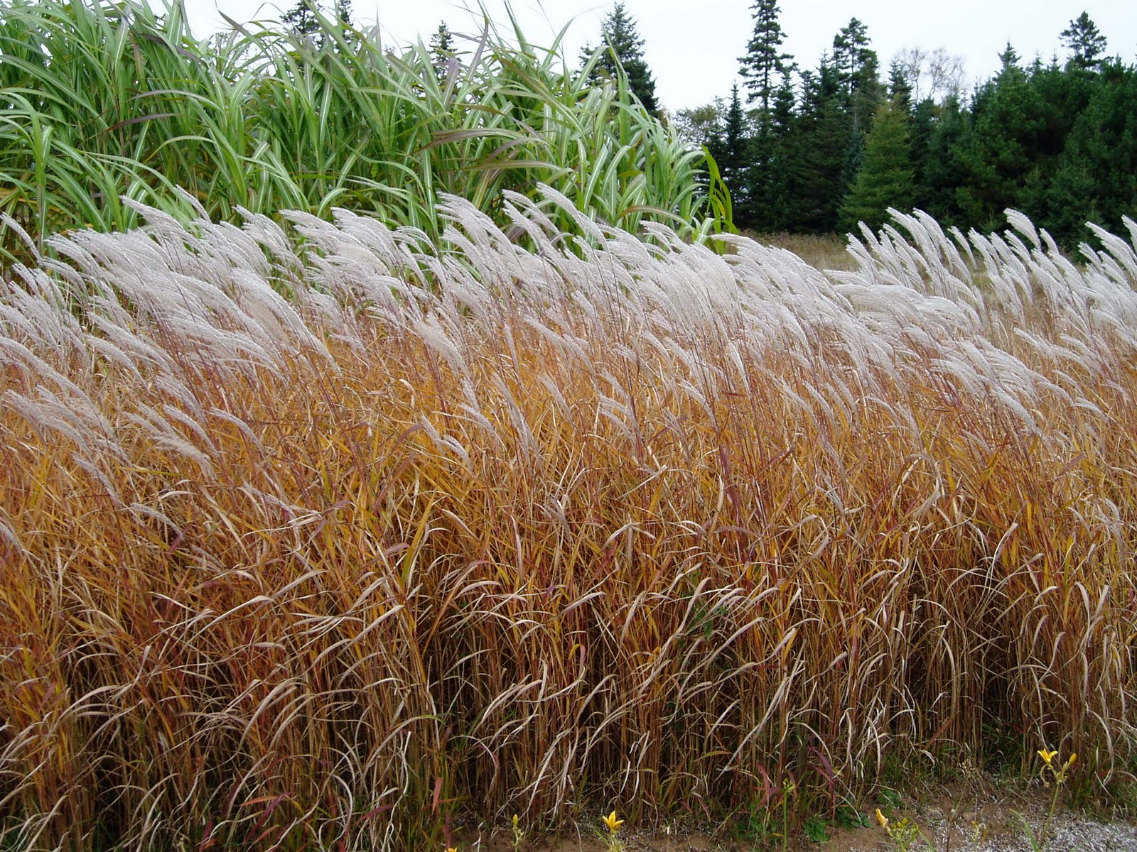 lovegrass-farm-miscanthus-purpurascens-ornamental-grass-at-lovegrass