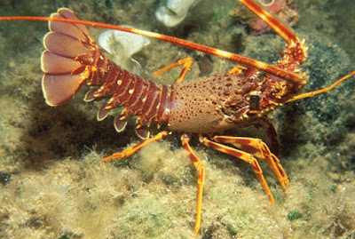 udang lobster air laut