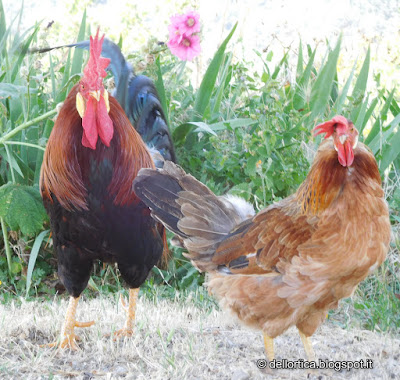 gallina modenese ortica  bosco confettura di prugne orto e rose a Bologna Valsamoggia Savigno nella fattoria didattica dell ortica in Appennino vicino Zocca