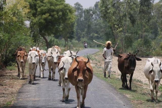 Government of India said to identify the health of cow and buffaloes, 85 lakh Aadhaar cards issued