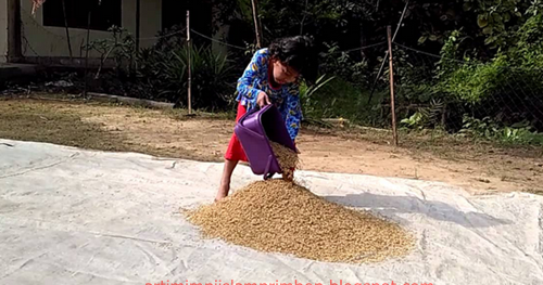 14+ Arti Mimpi Jemur Padi Kehujanan