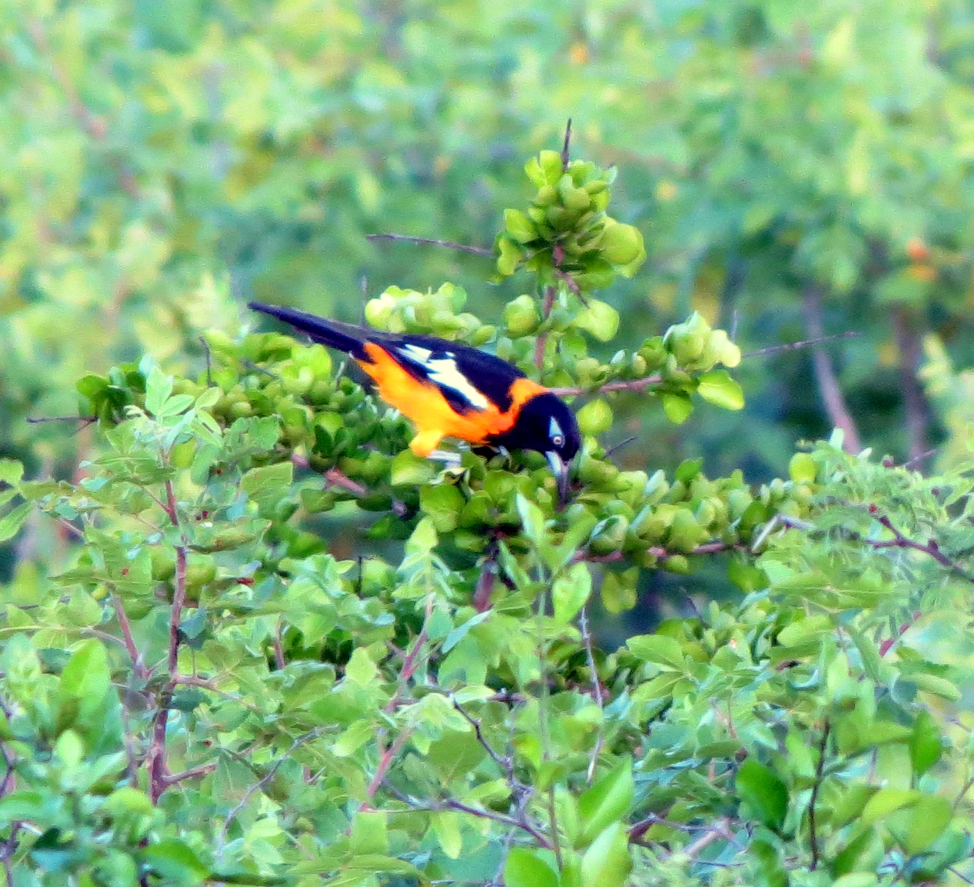 Hiking Curaçao Flora and Fauna Flowers and Visitors 2