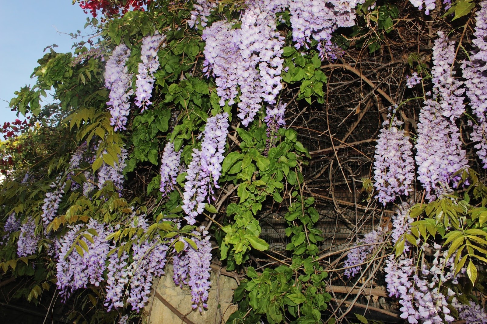 Biodiversity of Cyprus by NGO Protection of the Natural Heritage and the Biodiversity of Cyprus