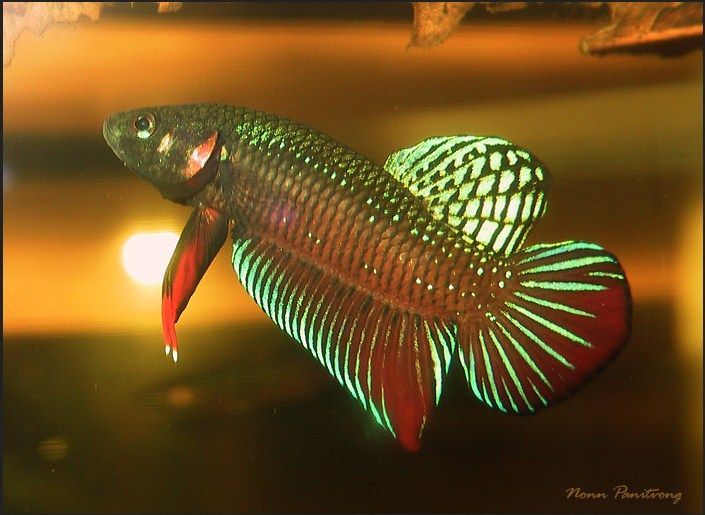 Gambar Ikan Cupang Ganas