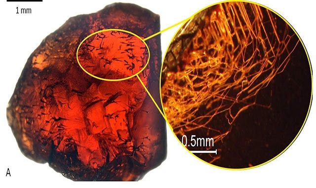 Something Digs Intricate Tunnels in Garnets. Is It Alive?