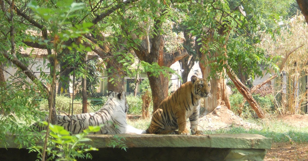 Around The World Mysore Zoo
