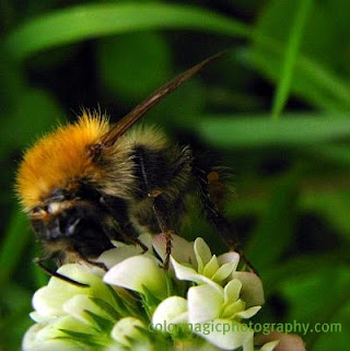 Bumblebee on white clover