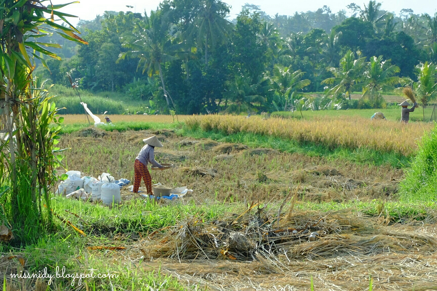 rice paddies in ubud bali