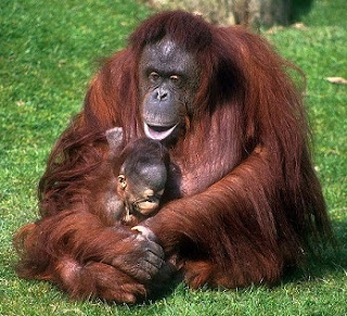 10 hewan  langka di Indonesia Hari Hari Indah