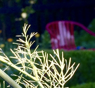 lacy, fine textured dill foliage with red chair in background