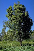 Karanfil Ağacı