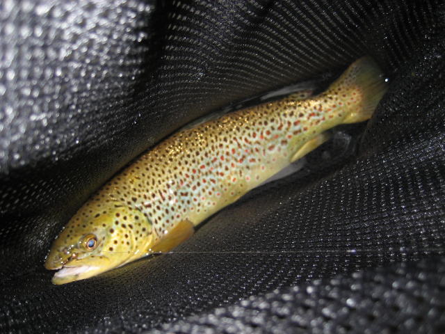 Going to the water East Branch of Croton River in Heavy Thunderstorm