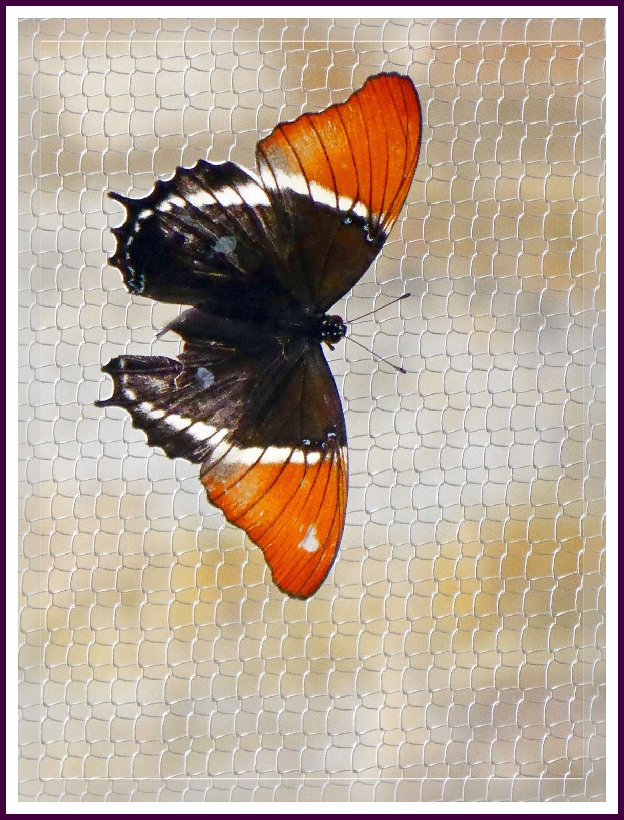 Ken's Photo Gallery Springs Preserve (Butterflies & Birds)