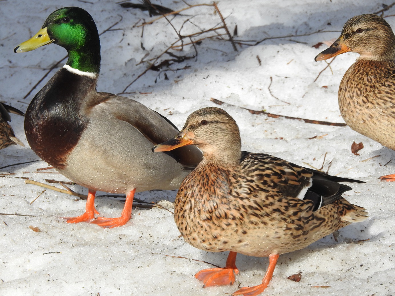утки в царицыно. утки подмосковья чернеть. утка в москве. утки подмосковья огари. кряквы в москве.
