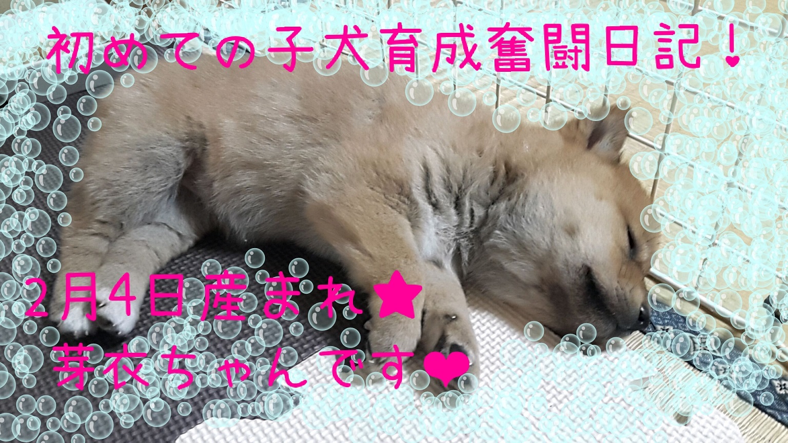 初めての子犬育成奮闘記！