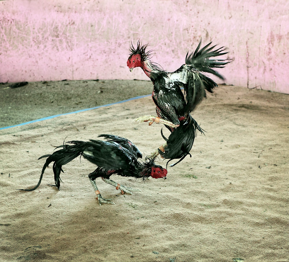 ประเพณีตีไก่ | สาระ ความรู้ ข่าวสาร ความบันเทิง ของชาวมัธยมศึกษา และ ... ประเพณีตีไก่ | สาระ ความรู้ ข่าวสาร ความบันเทิง ของชาวมัธยมศึกษา และ ...
