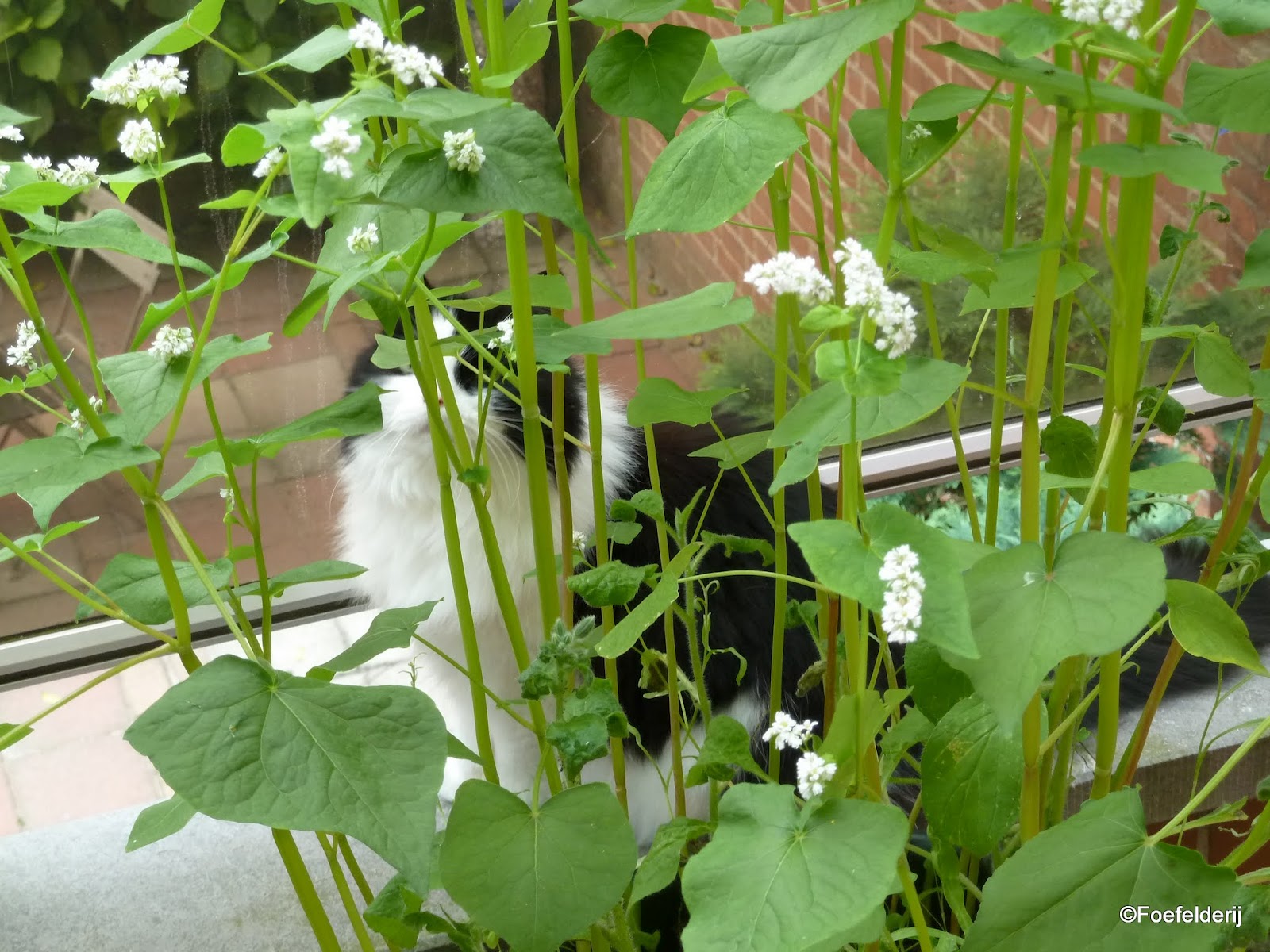 Foefelderij...: Wat ruist er door het struikgewas?