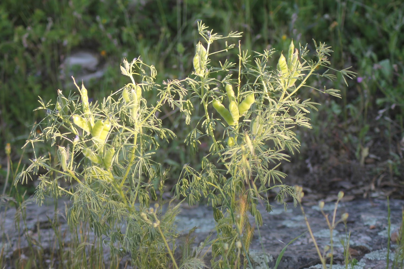 . BOSQUE MEDITERRÁNEO (1 ESO)