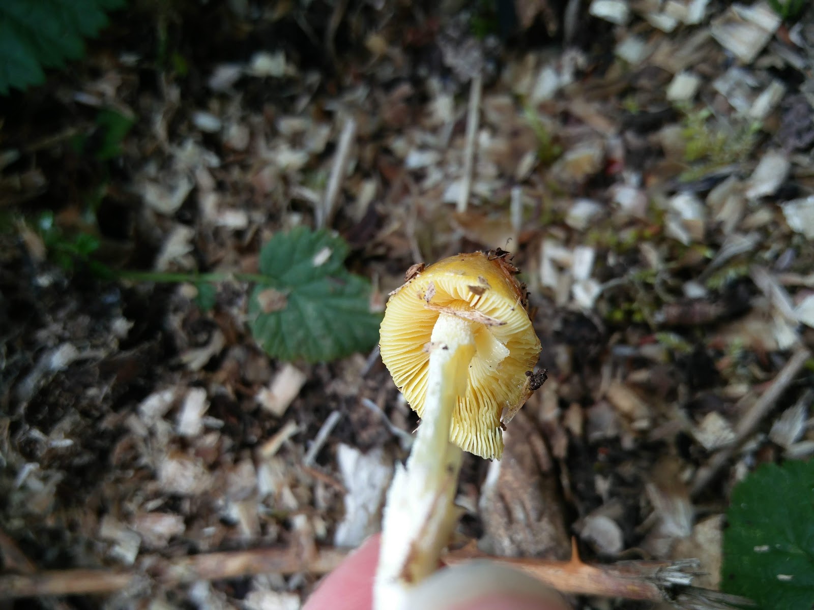 Misidentifying Fungi Spring fungi on Graffham Down