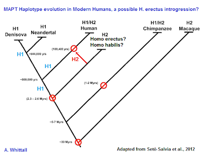 phylogenetic tree for MAPT H1 and H2