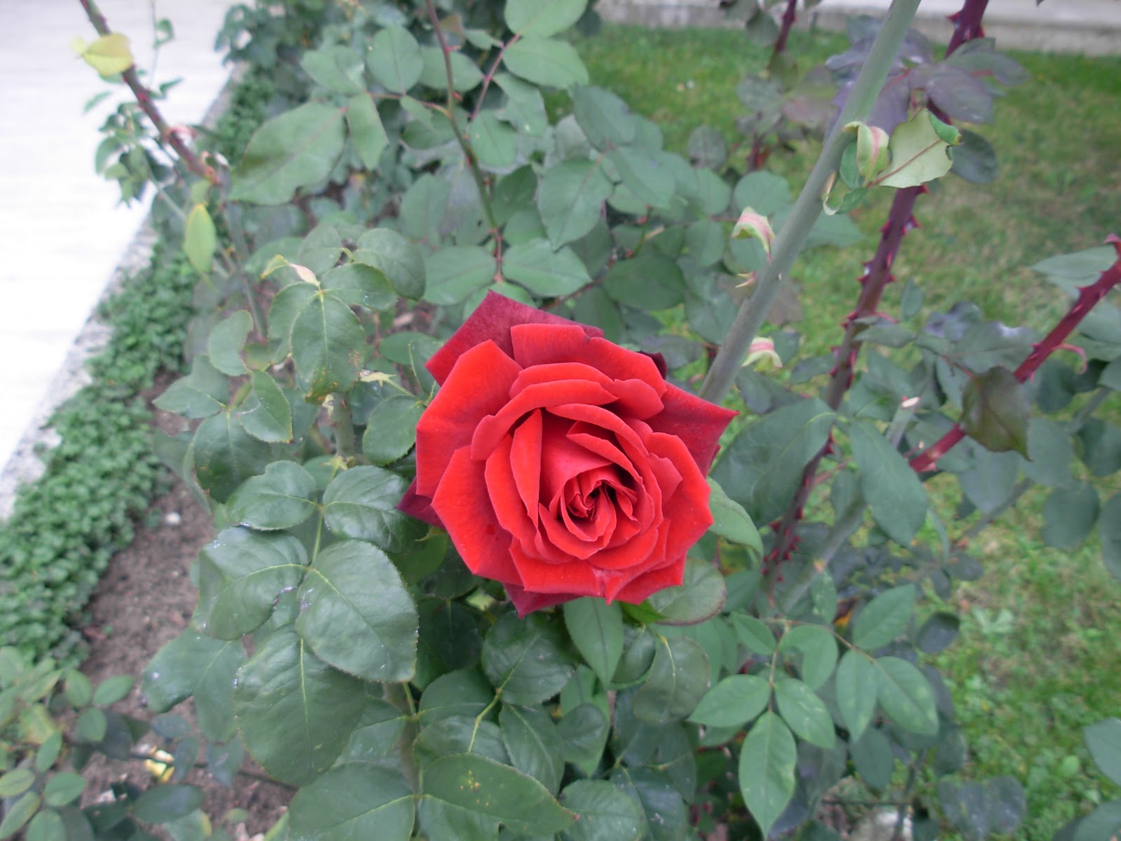 Ariannadisegnadipingecrea Marangonzin: Rosa indiana sbocciata ancora ad ...