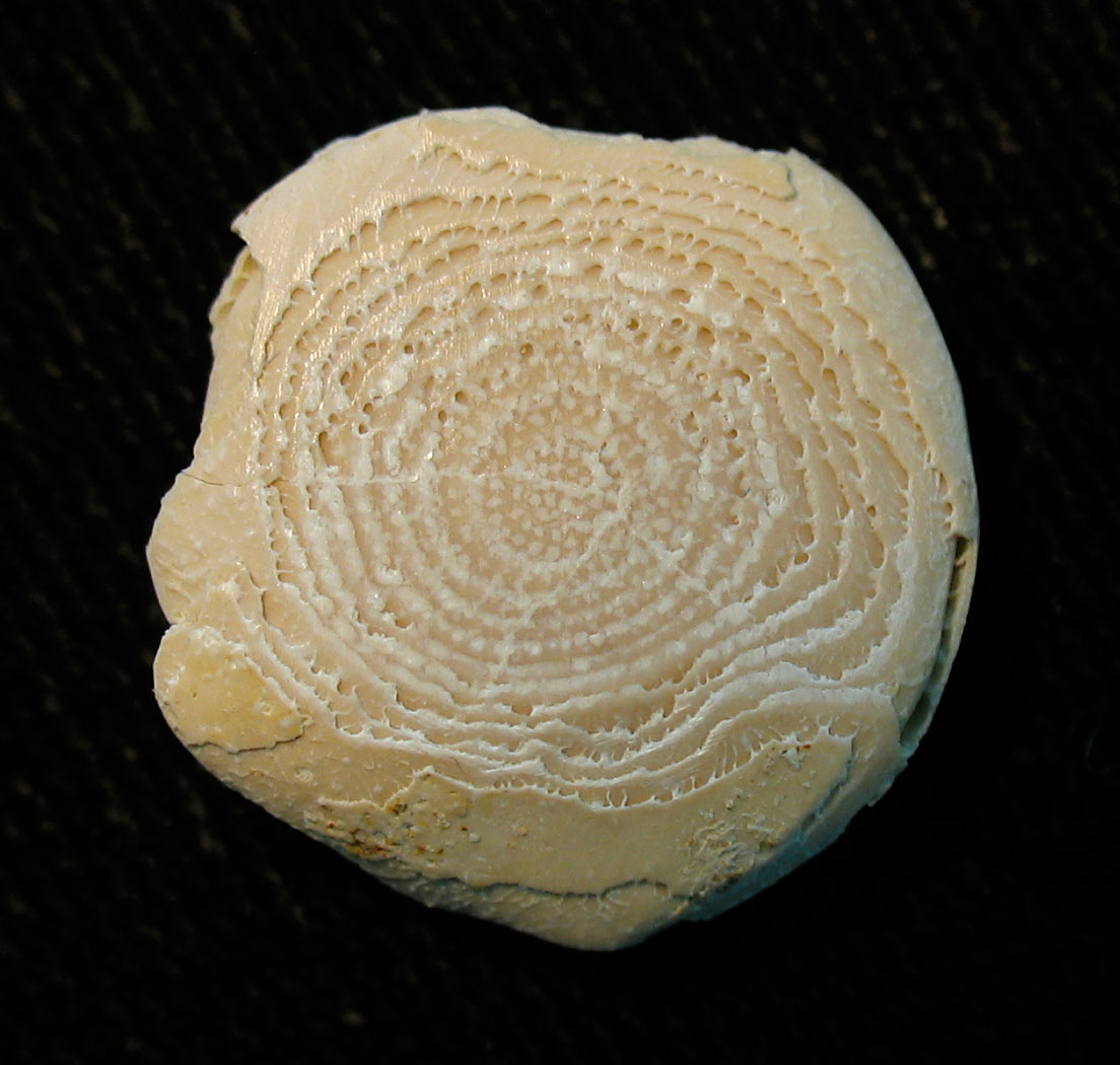 Louisville Fossils and Beyond Nummulite Foraminifera Fossil