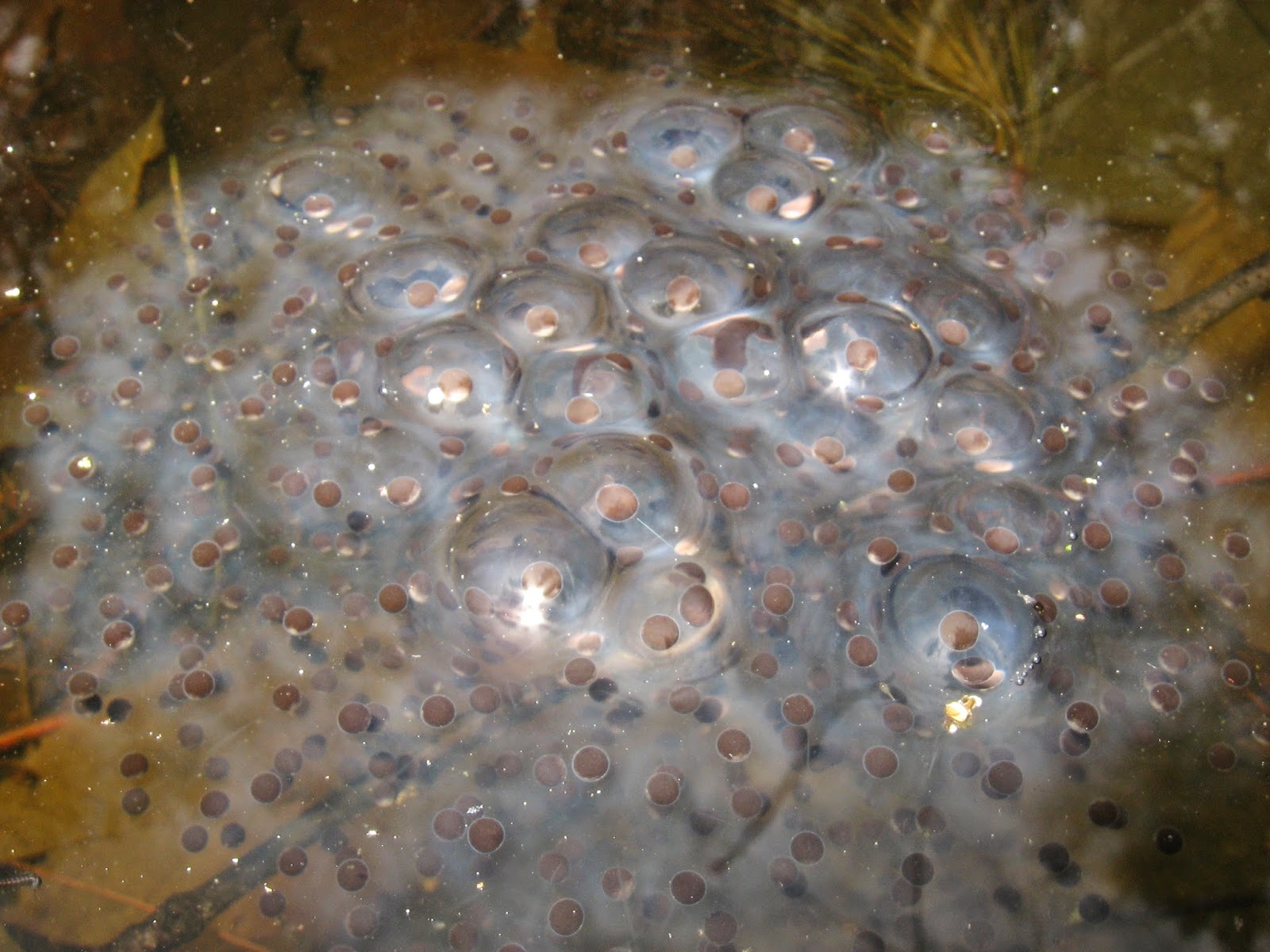 Amphibian Egg Mass Identification Field Herp Forum