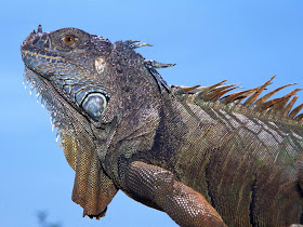 Adult Green Iguana Wallpaper Adult Green Iguana Wallpaper