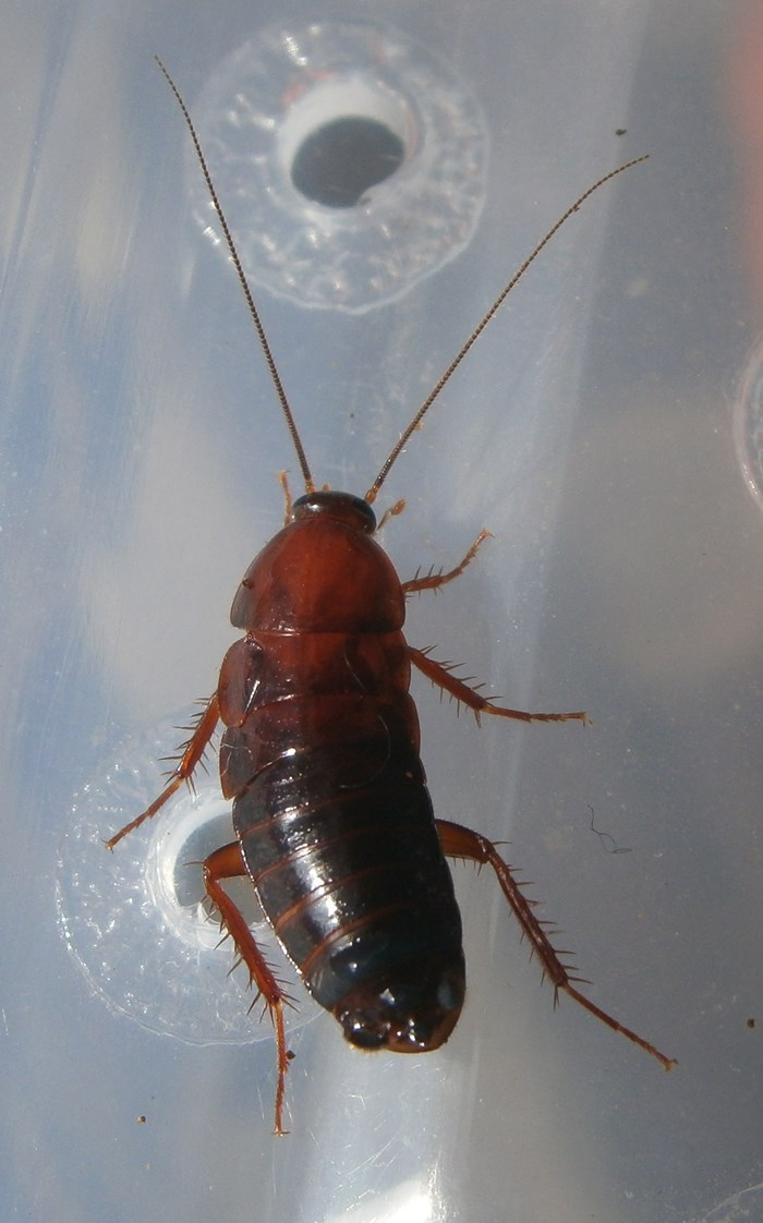 Hisserdude's Roaches P.americana%25232