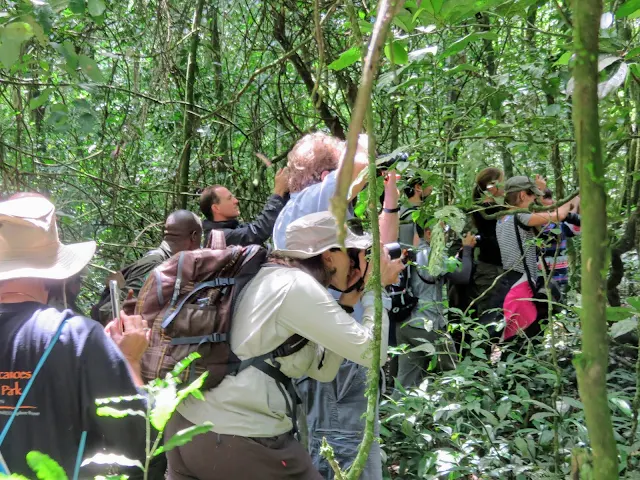 The paparazzi on the Chimpanzee Habituation Experience in Uganda's Kibale National Forest