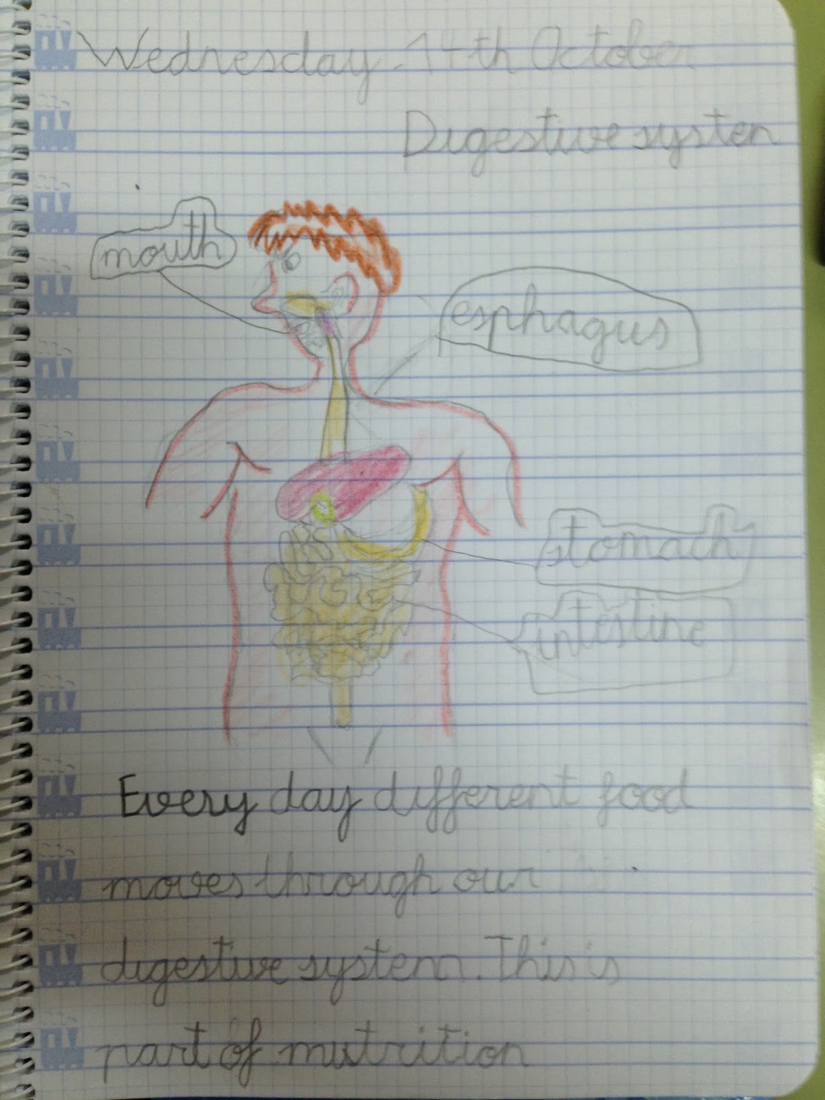 The fat cat sat on a mat!: Digestive System 2nd GRADE