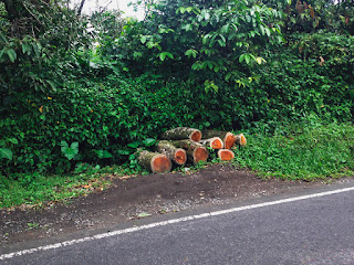 Rural Scenery Pieces Of Tree Wood On The Edge Of The Village Road At Tabanan, Bali, Indonesia