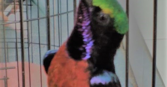 Rawatan Kolibri Ninja Cepat Gacor Ngobra Cara Gacor