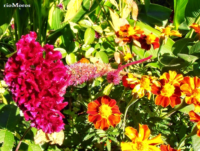 Llega la primavera, llegan las flores