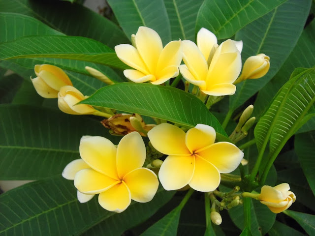 Yellow Plumeria Pictures Galleries