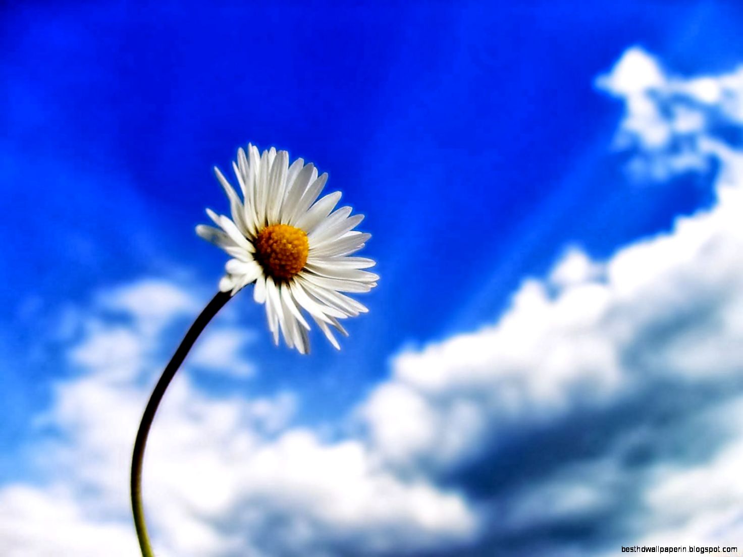 Sky Flower