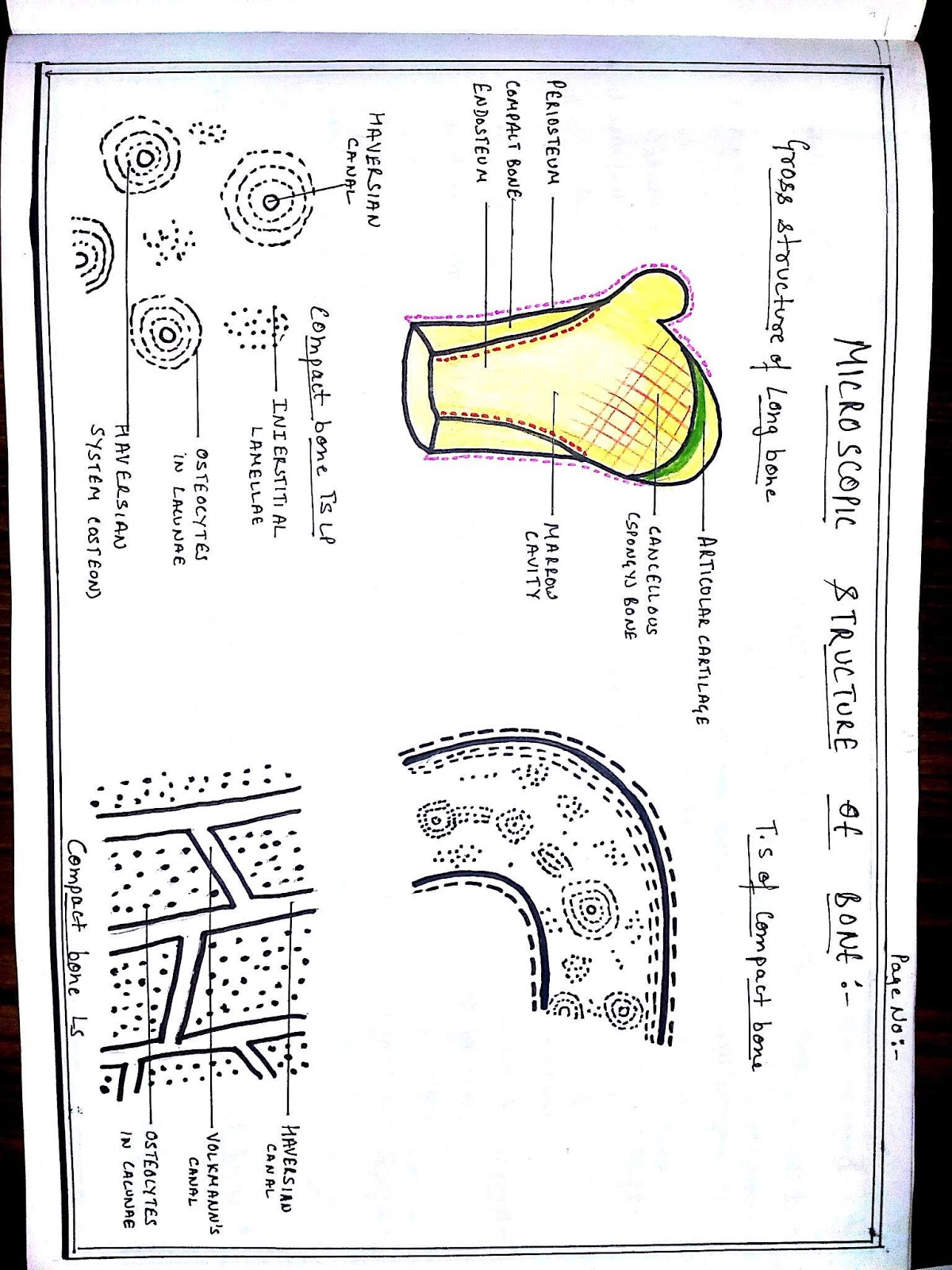 Anatomy Diagram Book