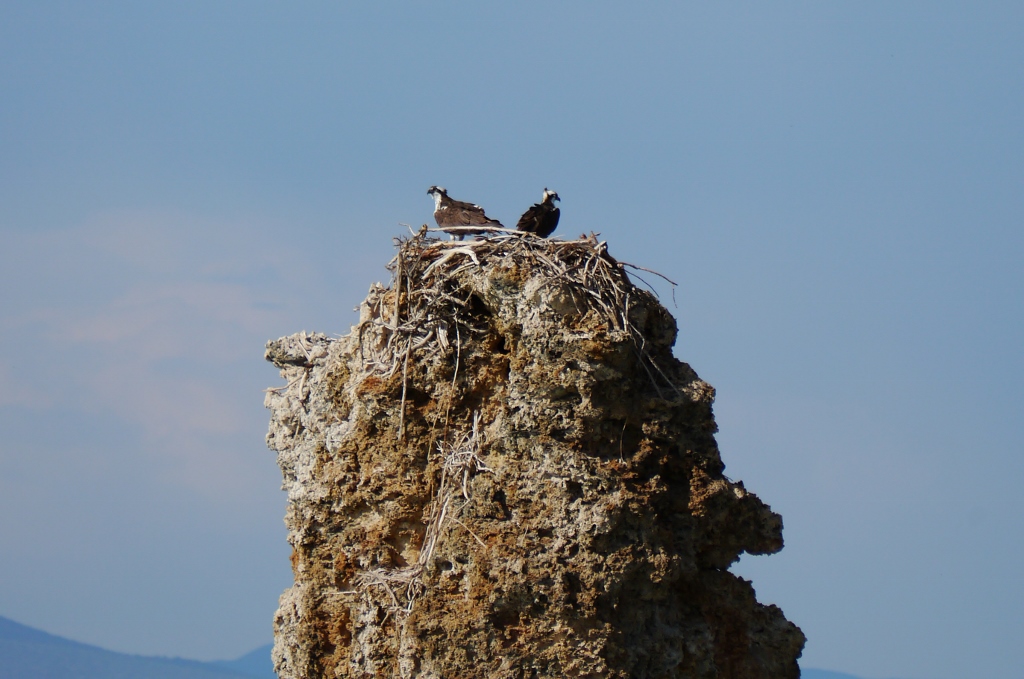 Yosemite National Park  Mono Lake Californie Tufa Osprey