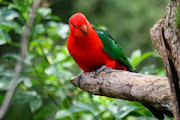 Australian Parrots HD