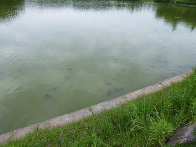 花博記念公園鶴見緑地 大池のカメ
