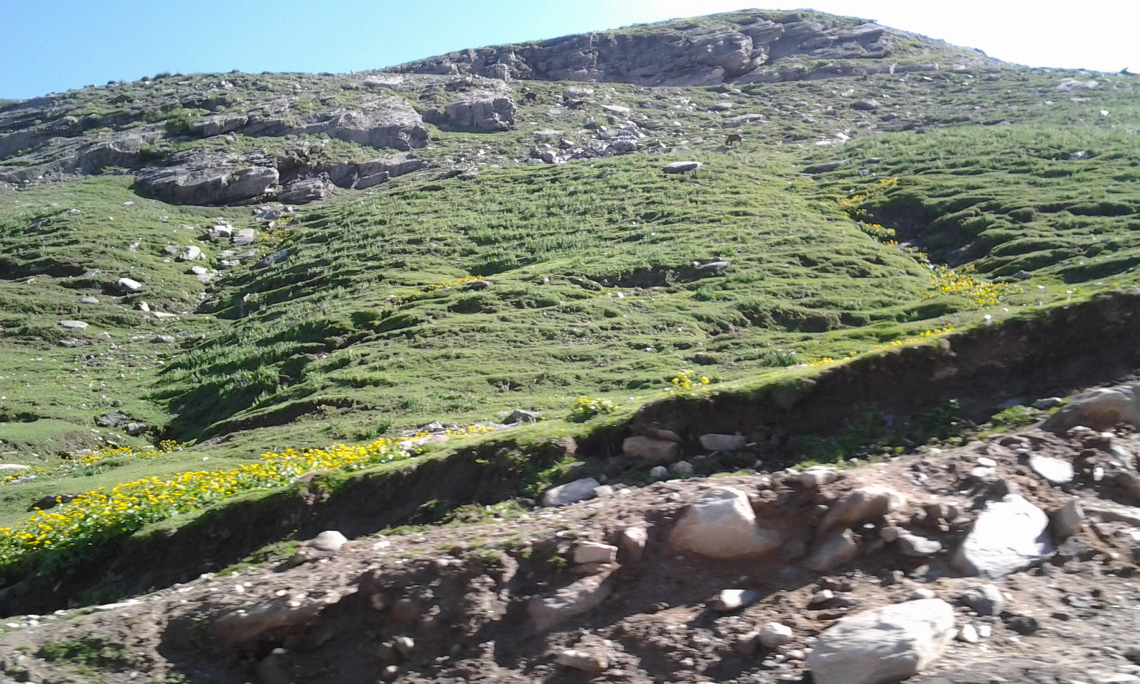 Garden Care Simplified Flowers Growing in Snow Himalayan Region Tips