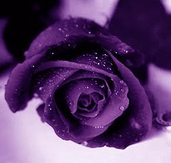 purple rose flowers flower background again roses violet lavender colour amethyst pretty colors rosa which desktop wallpapers mounds visiting updates