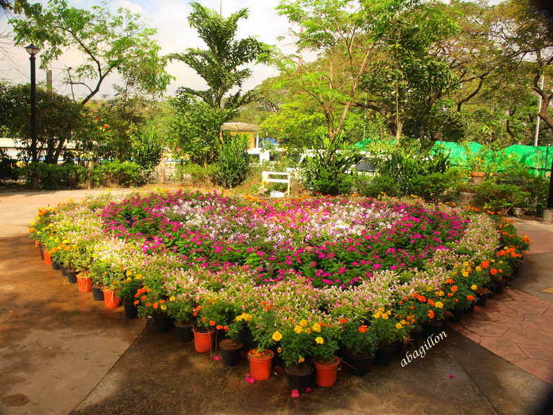 Andrea's Plants, Photos and Travels Philippines Horticulture Show 2013